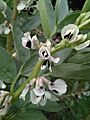 Flor de Vicia faba (haba)