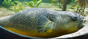 Archivo:Giant Puffer fish skin pattern