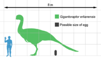 Archivo:Gigantoraptor size