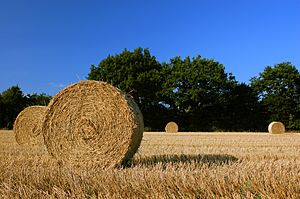 Archivo:Harvest Straw Bales in Schleswig-Holstein