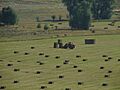 Haymaking 4 stacking bales for loading