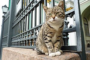 Archivo:Hermitage cat