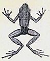 Hyloxalus whymperi (Boulenger, 1882)