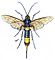 Hymenoptera Vielfalt Horntail.jpg