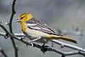 Icterus galbula1