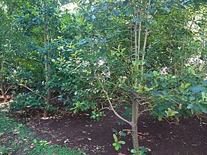 Archivo:Ilex paraguariensis at Buenos Aires Botanical Garden
