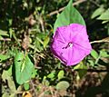Ipomoea dumosa (24574274634)