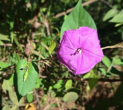 Ipomoea dumosa (24574274634).jpg