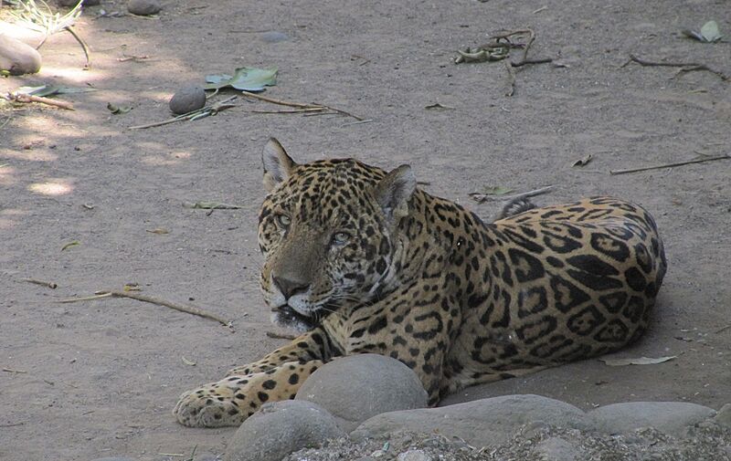 Jaguar, Auto Safari Chapín