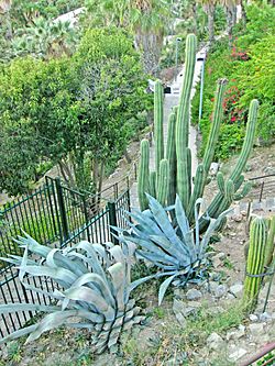 Archivo:Jardins Mossèn Costa i Llobera, cactus