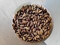 Jumli Marshi Oryza sativa Rice