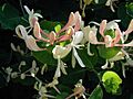 Lonicera-caprifolium