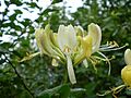 Lonicera periclimenum 0.06 R