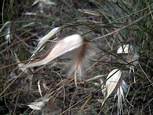 Archivo:Lygeum spartum CloseupLaMata