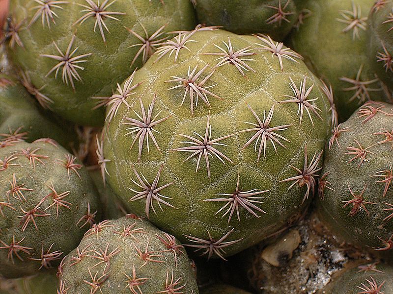 Maihueniopsis bonnieae2