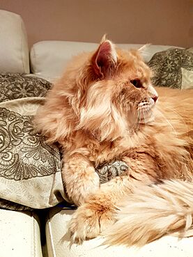 Archivo:Maine coon adulto red crema tabby
