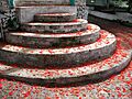 Malinche (Delonix regia) flower petals