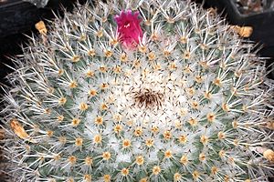 Archivo:Mammillaria albilanata ssp oaxacana pm 1