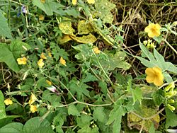 Mentzelia aspera.jpg