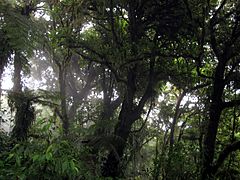 Monteverde bosque