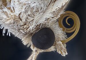 Archivo:Moth Tongue and Eye
