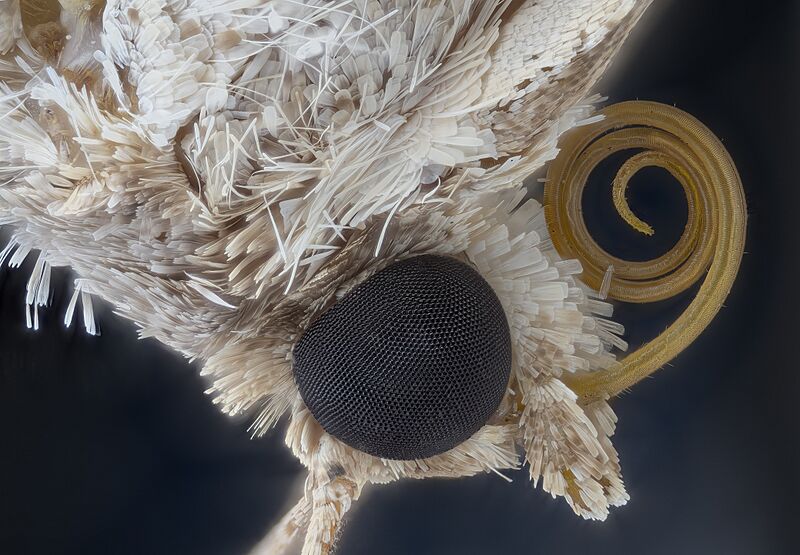 Moth Tongue and Eye