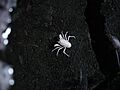 Munidopsis Polymorpha-Jameos