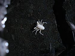 Munidopsis Polymorpha-Jameos.JPG