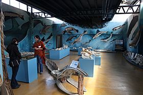 Museo Acatushún de Aves y Mamíferos Marinos Australes (5542057806).jpg