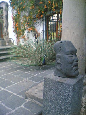 Archivo:Museo Dolores Olmedo