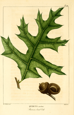 Archivo:NAS-022f Quercus laevis