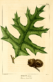 NAS-022f Quercus laevis