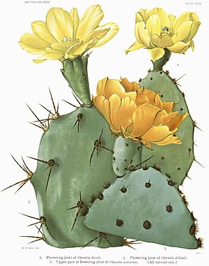 Archivo:Opuntia17 filtered