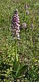 Orchis militaris plant