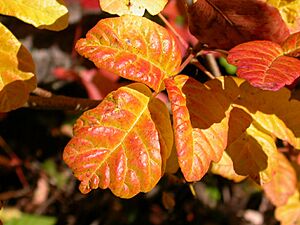 Archivo:Pacific-Poison-Oak