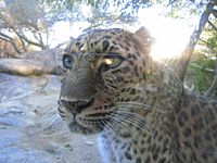 Archivo:Panthera pardus Living Desert Zoo San Diego