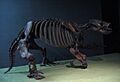 Paramylodon harlani