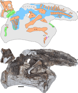 Archivo:Parasaurolophus juvenile skeleton