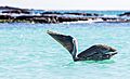 Pelícano pardo de las Galápagos (Pelecanus occidentalis urinator), Cerro Brujo, isla de San Cristóbal, islas Galápagos, Ecuador, 2015-07-24, DD 159
