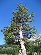 Pinus contorta Lassen