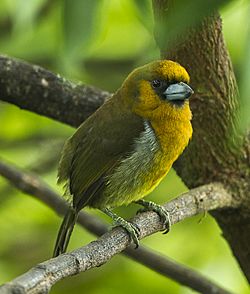 Prong-billed Barbet - Cinchona - Costa Rica.jpg