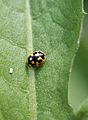 Propylea 14-punctata