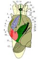 Prosobranchia male