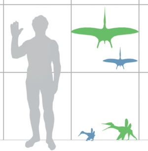 Archivo:Pterodactylus scale mmartyniuk wiki