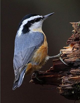 Red-breasted Nuthatch (Sitta canadensis)5.jpg