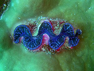 Archivo:Reef1427 - Flickr - NOAA Photo Library