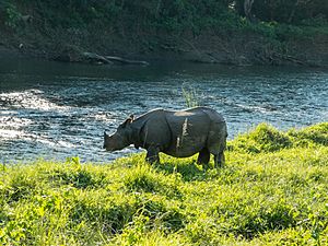 Archivo:Rinoceronte Chitwan