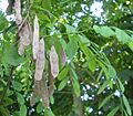 Robinia pseudacacia seeds