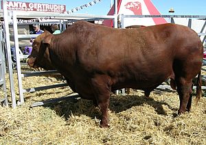 Archivo:Santa Gertrudis bull