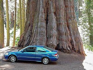 Archivo:Sequoia and a car
